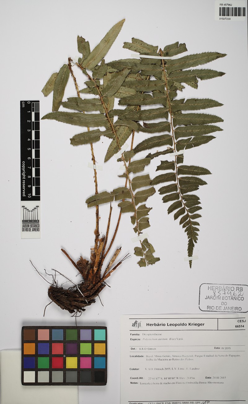 Phanerophlebia aurita