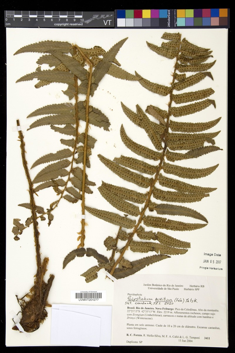 Phanerophlebia aurita photo 2