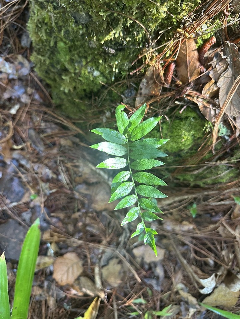 Phanerophlebia gastonyi photo 2