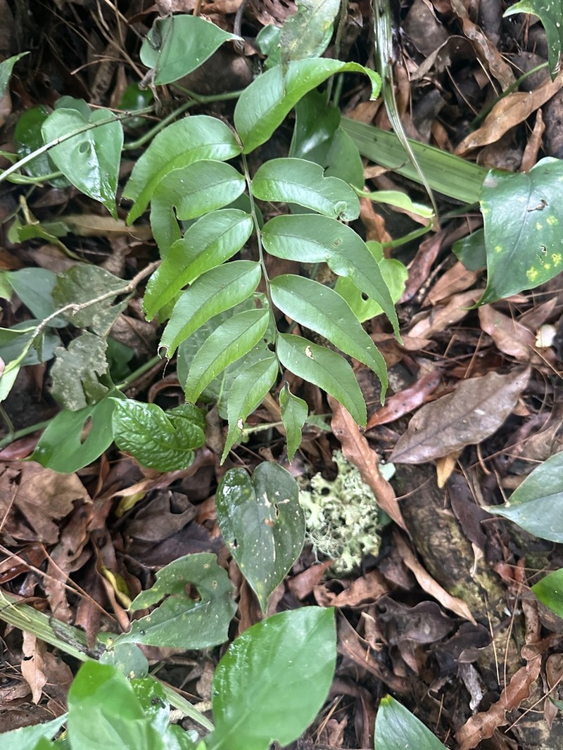 Phanerophlebia gastonyi photo 6