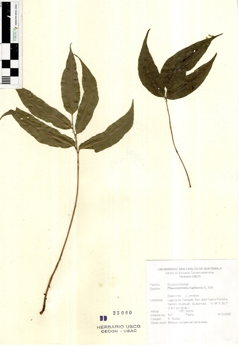 Phanerophlebia haitiensis photo 2