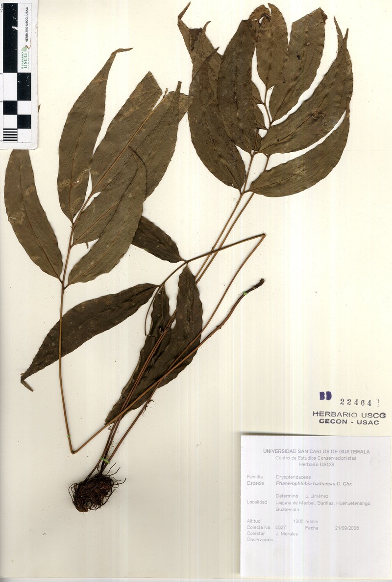 Phanerophlebia haitiensis photo 3