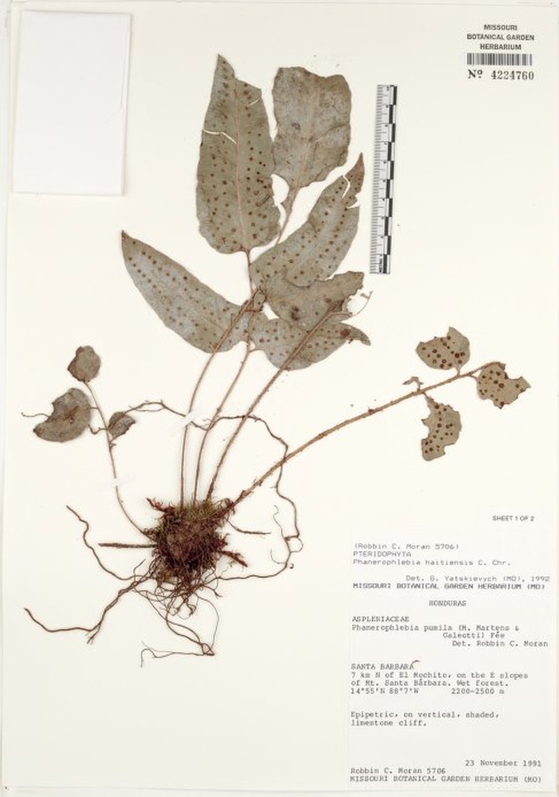 Phanerophlebia haitiensis photo 4