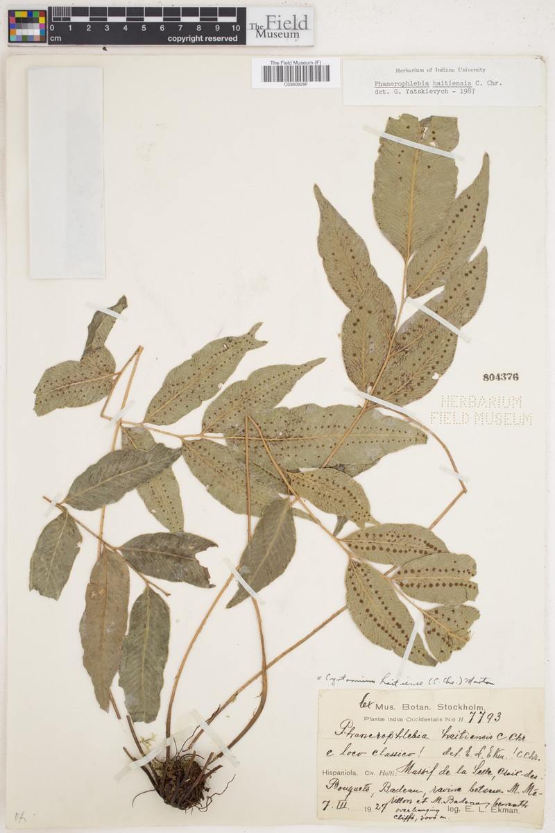 Phanerophlebia haitiensis photo 5