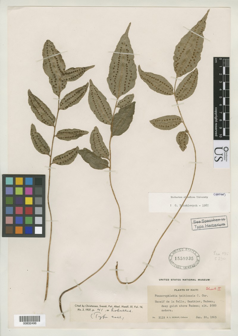 Phanerophlebia haitiensis