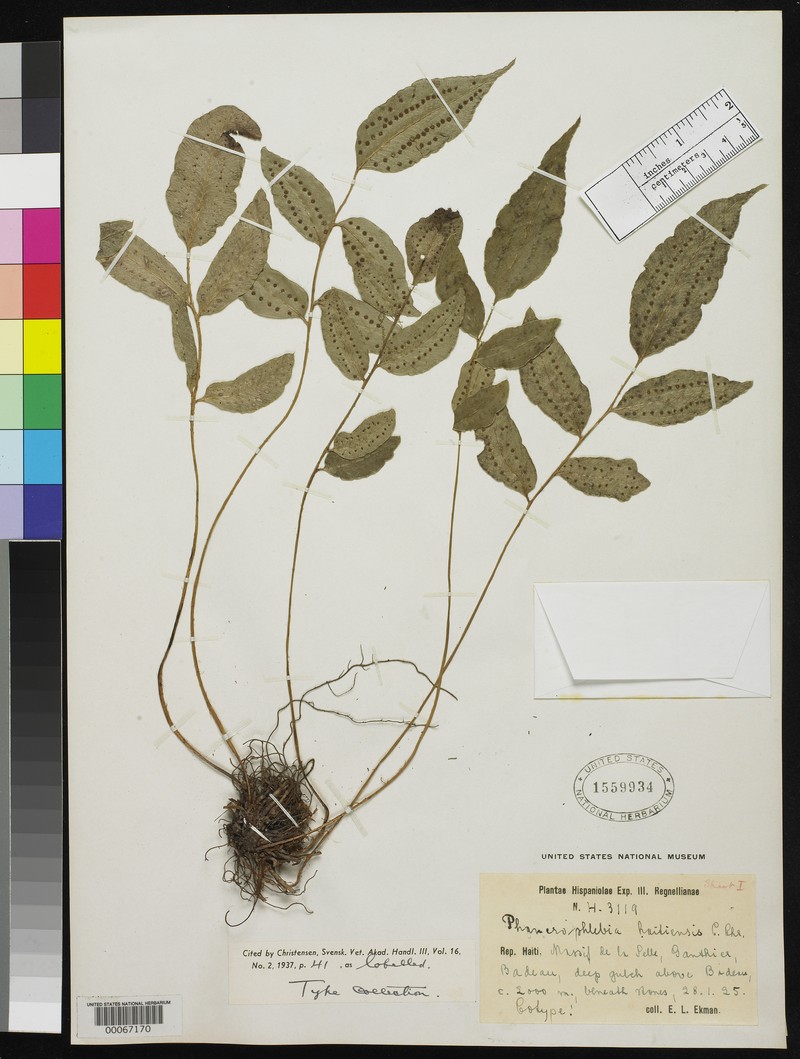 Phanerophlebia haitiensis photo 6