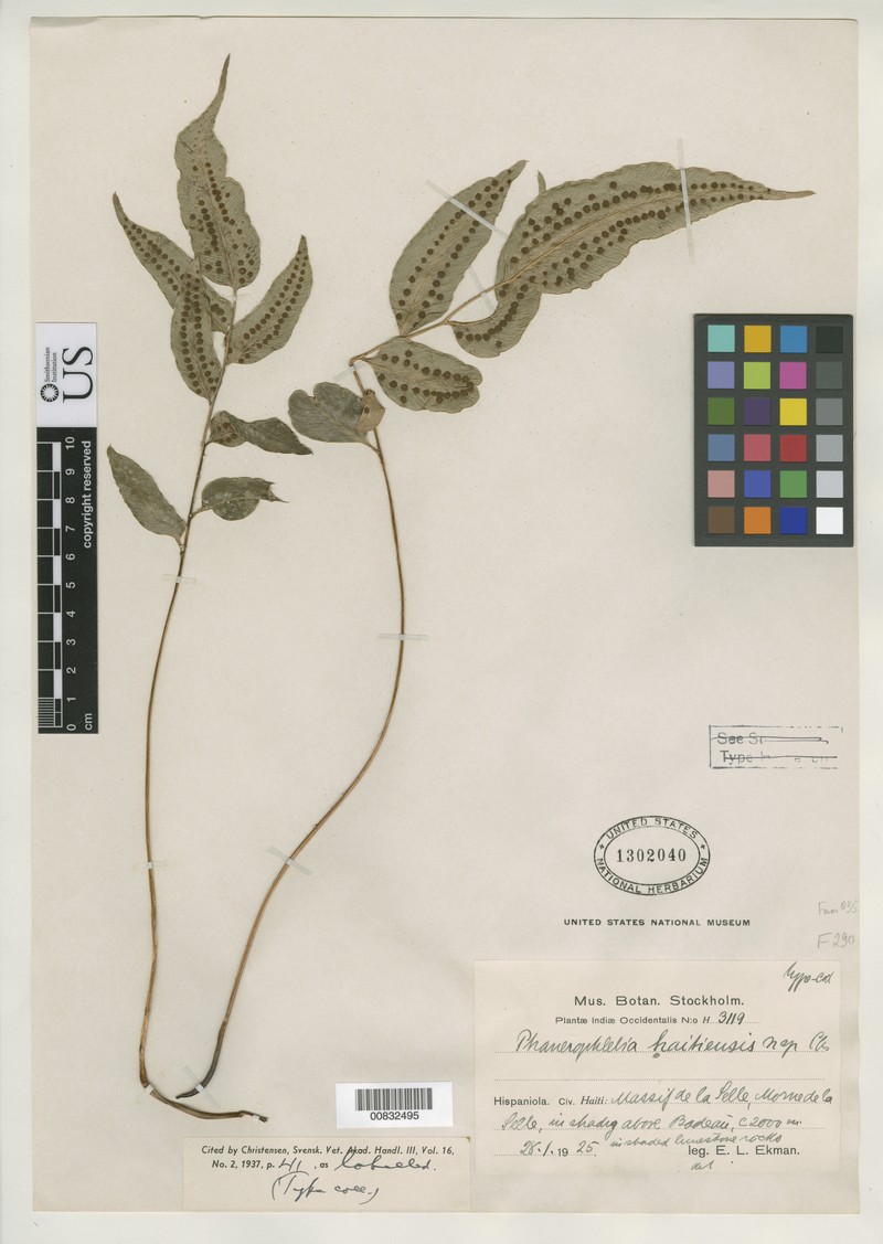 Phanerophlebia haitiensis photo 7