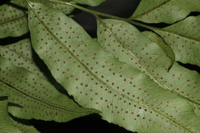 Phanerophlebia juglandifolia photo 2