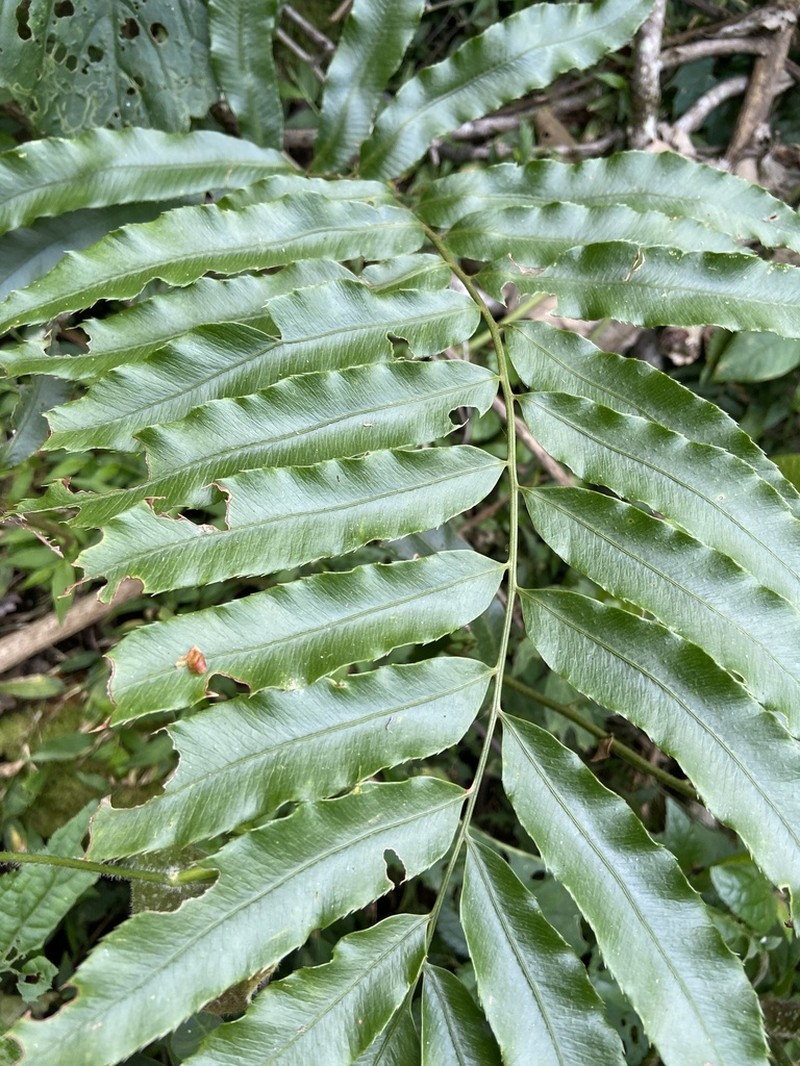 Phanerophlebia juglandifolia photo 3