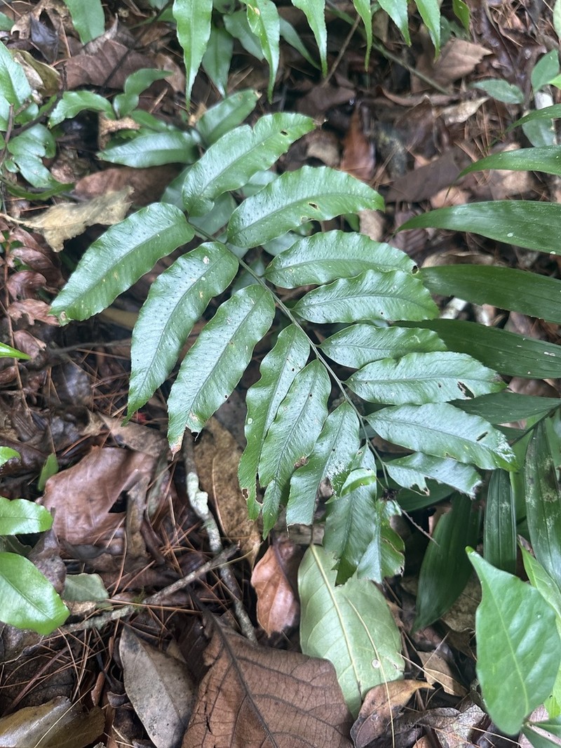 Phanerophlebia juglandifolia photo 4