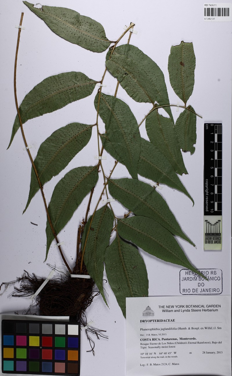 Phanerophlebia juglandifolia photo 5