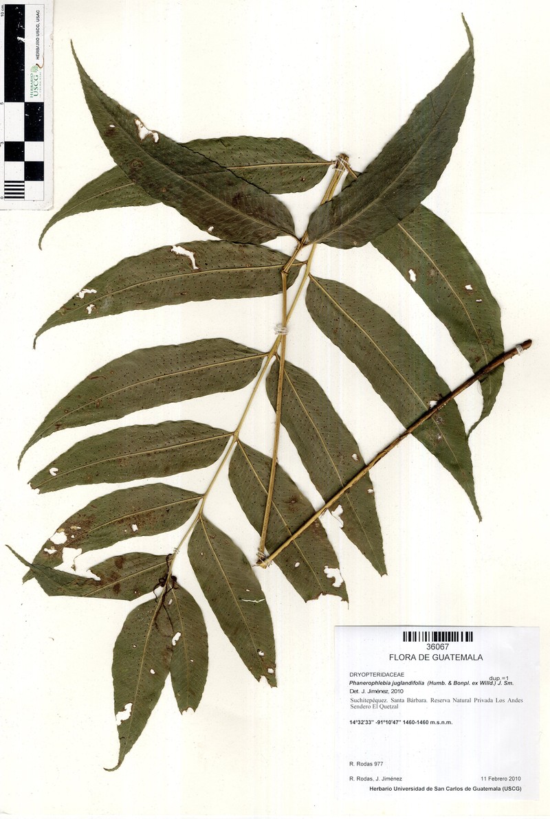 Phanerophlebia juglandifolia photo 6
