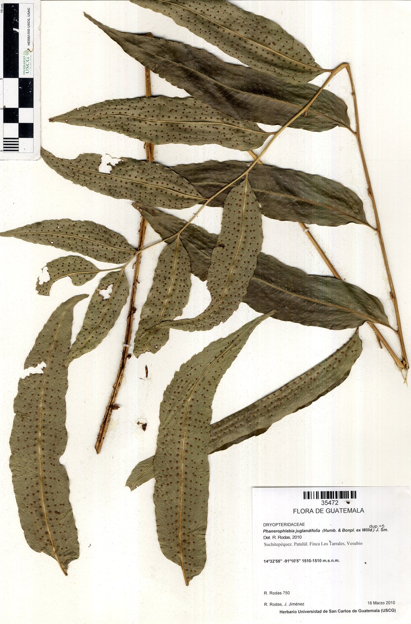 Phanerophlebia juglandifolia photo 7