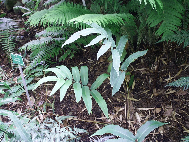 Phanerophlebia juglandifolia