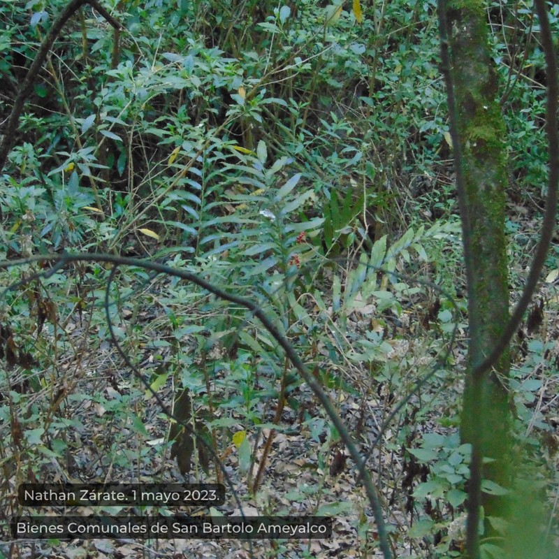 Phanerophlebia macrosora