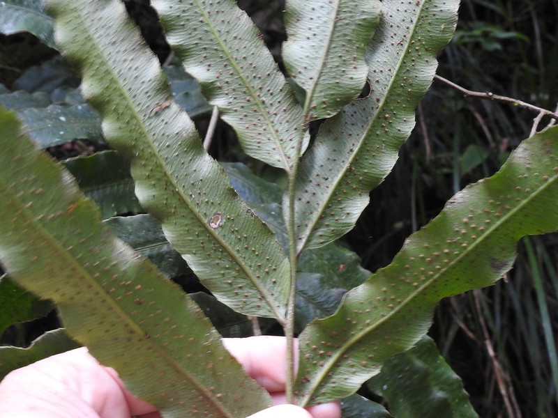 Phanerophlebia macrosora photo 2