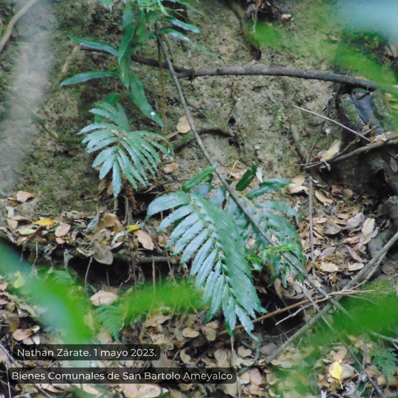Phanerophlebia macrosora photo 3