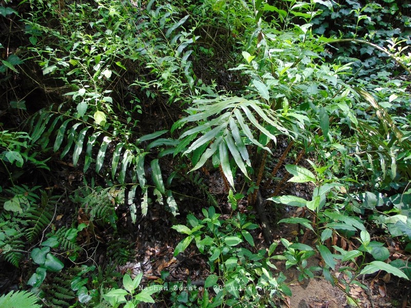 Phanerophlebia macrosora photo 4