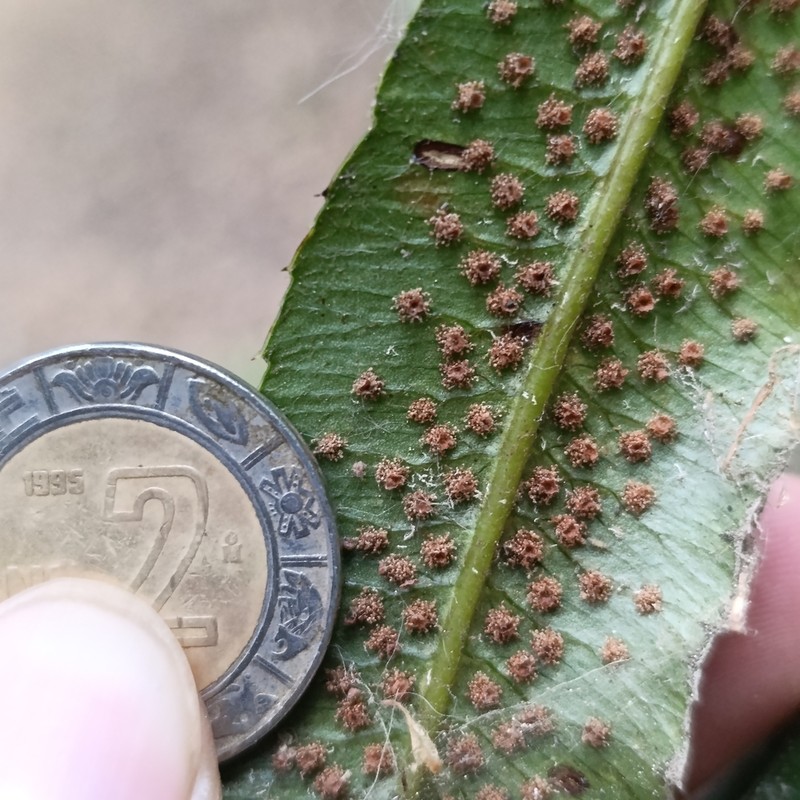 Phanerophlebia macrosora photo 6