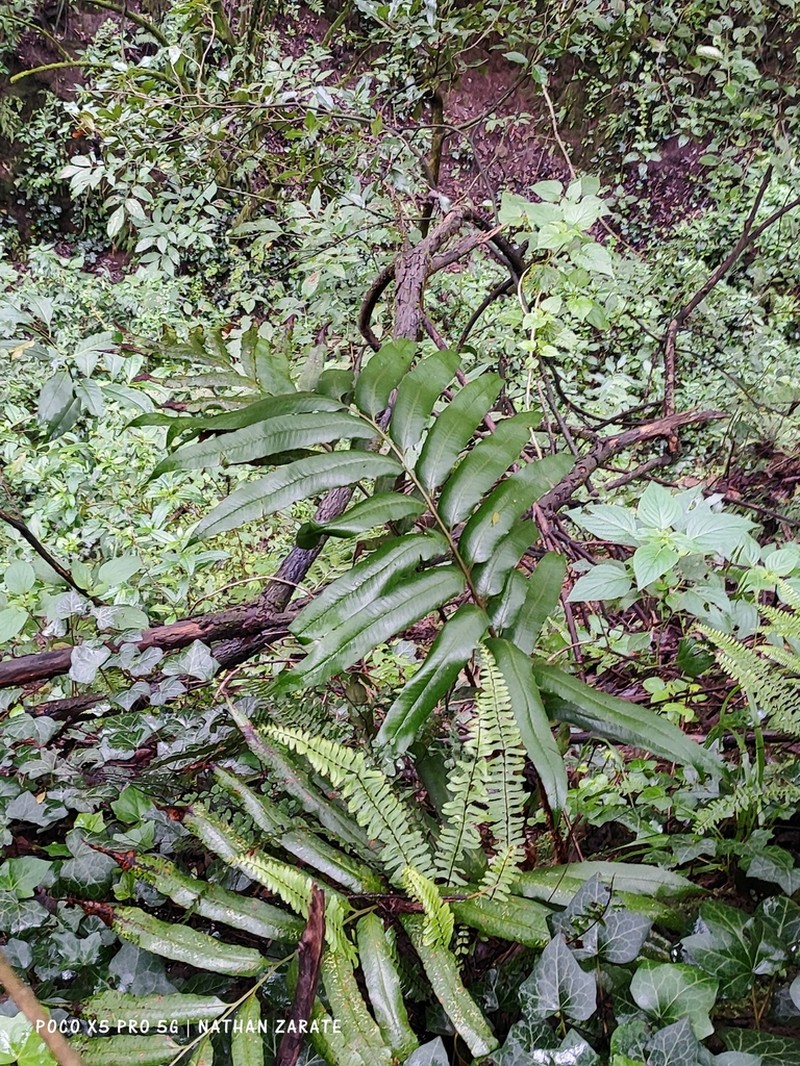 Phanerophlebia macrosora photo 8