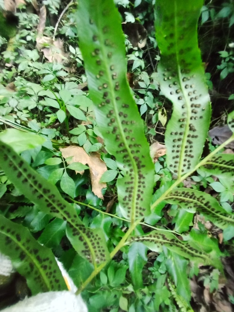 Phanerophlebia nobilis
