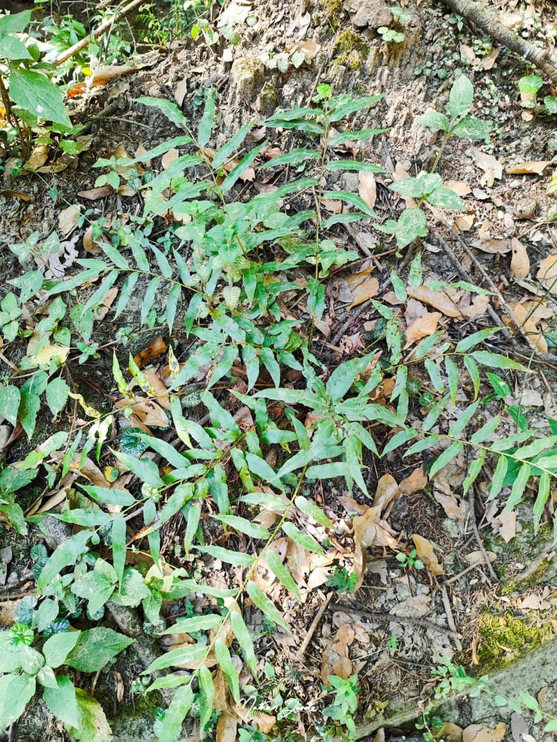 Phanerophlebia nobilis photo 5