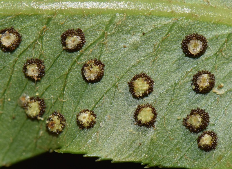 Phanerophlebia nobilis photo 6