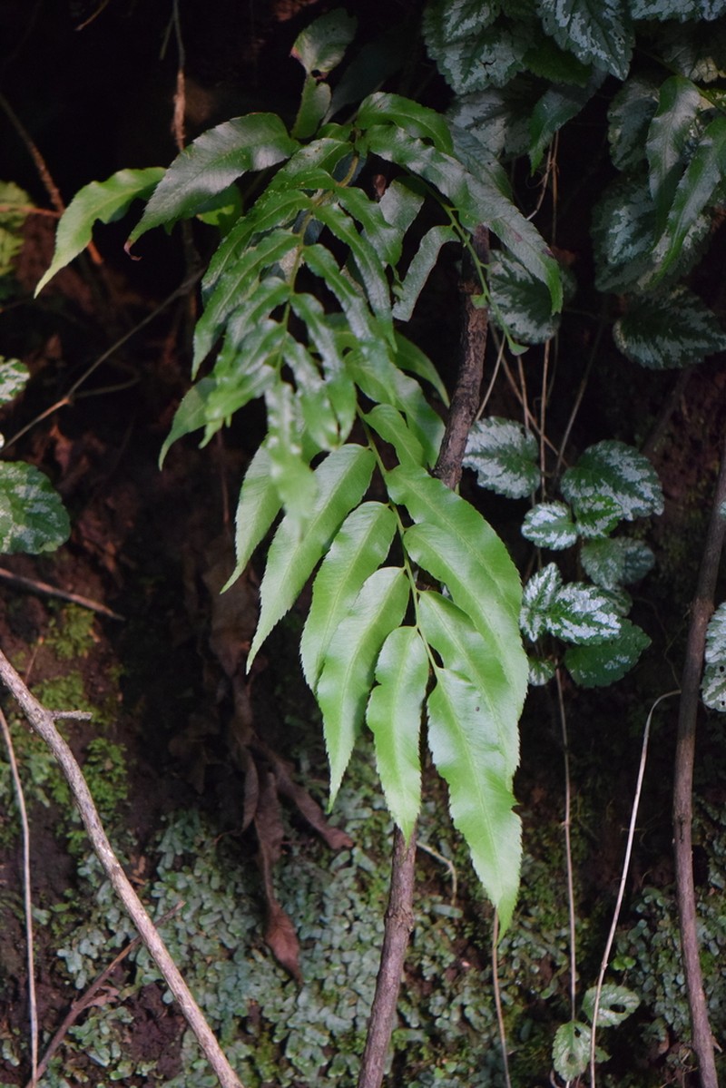 Phanerophlebia nobilis photo 7