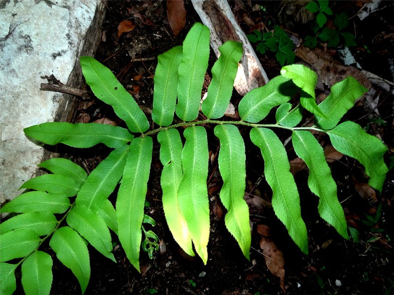 Phanerophlebia nobilis photo 8