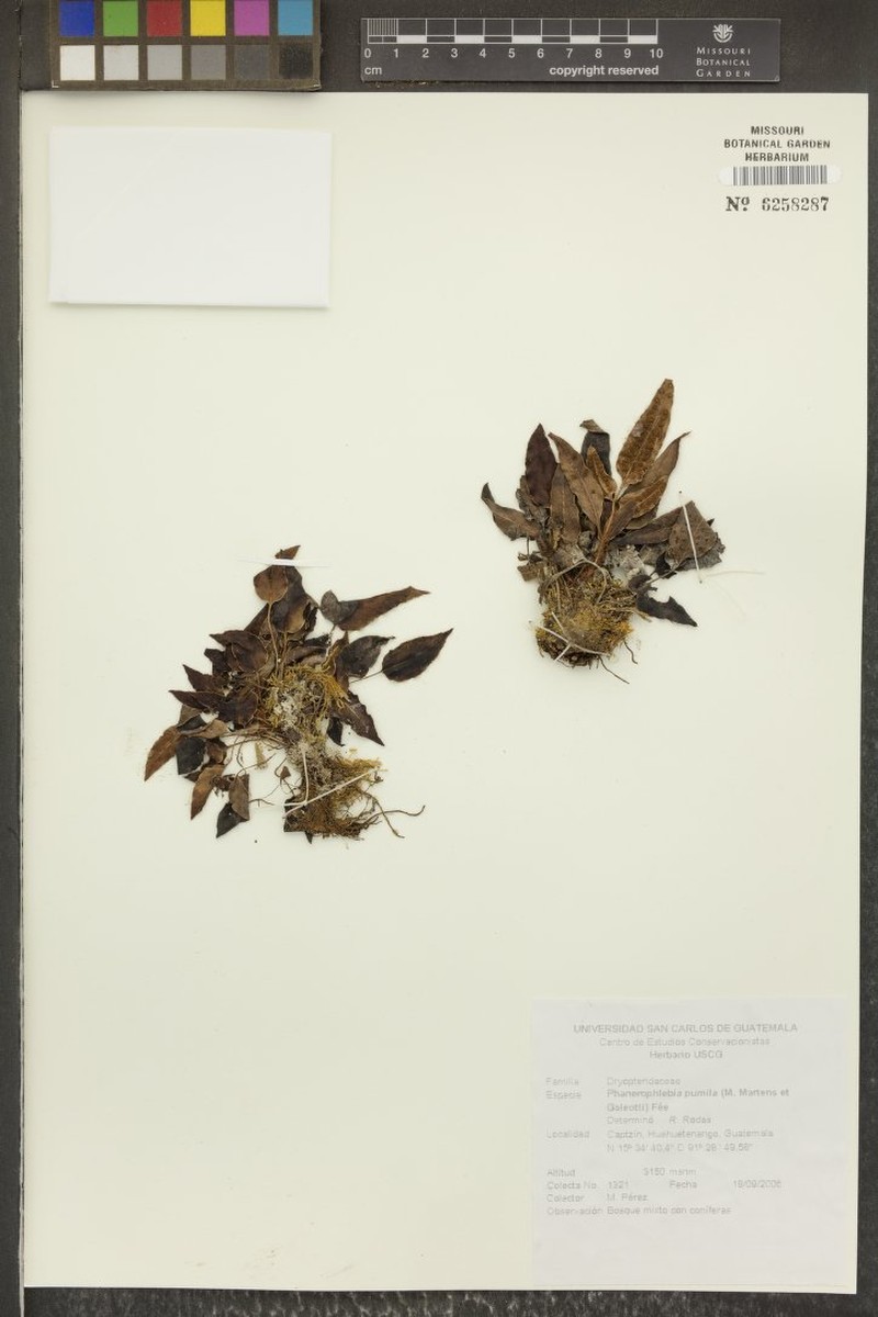 Phanerophlebia pumila