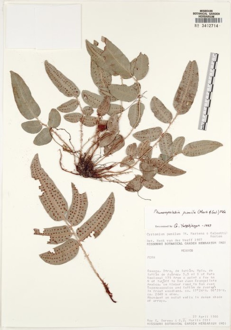 Phanerophlebia pumila photo 3