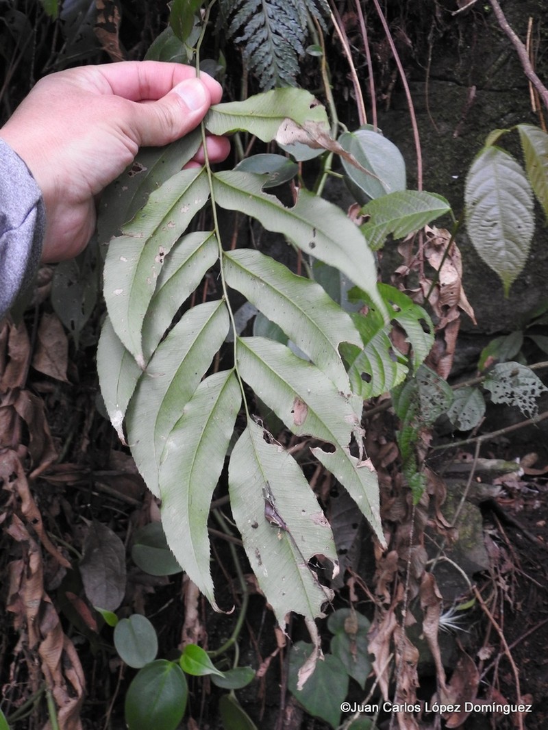 Phanerophlebia remotispora