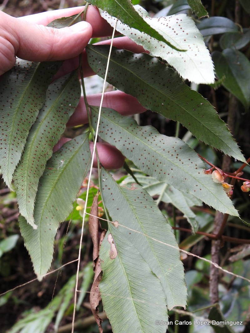 Phanerophlebia remotispora photo 5