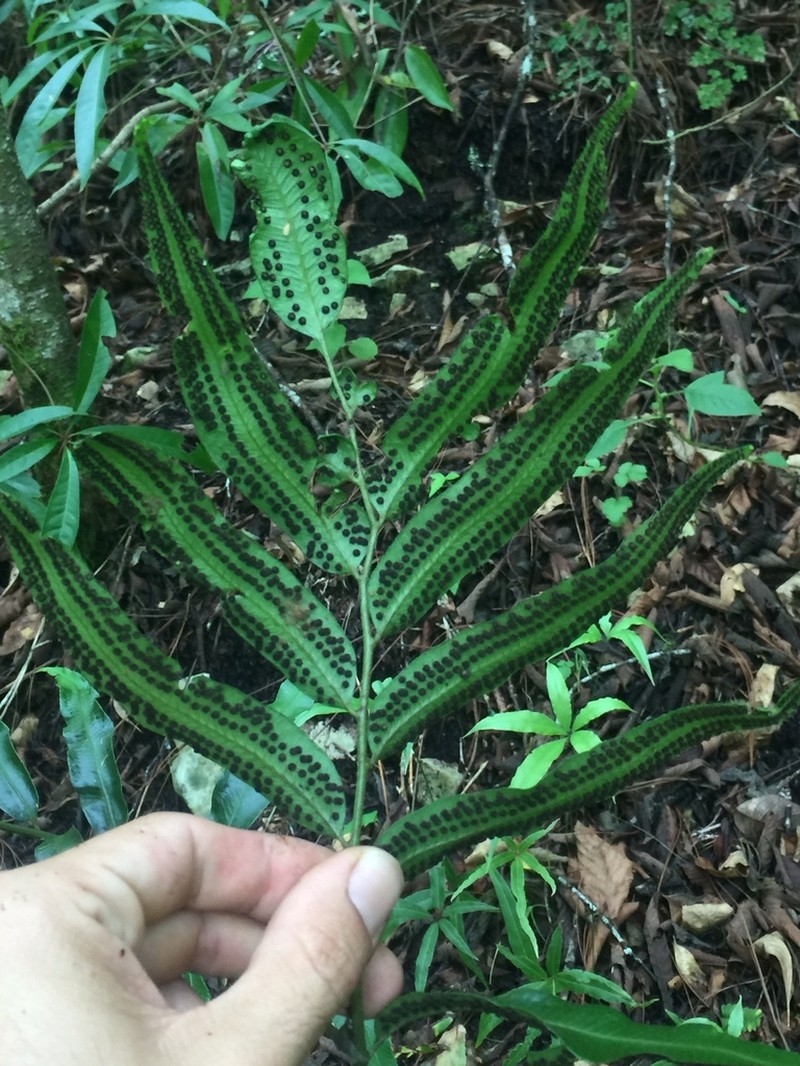 Phanerophlebia remotispora photo 6