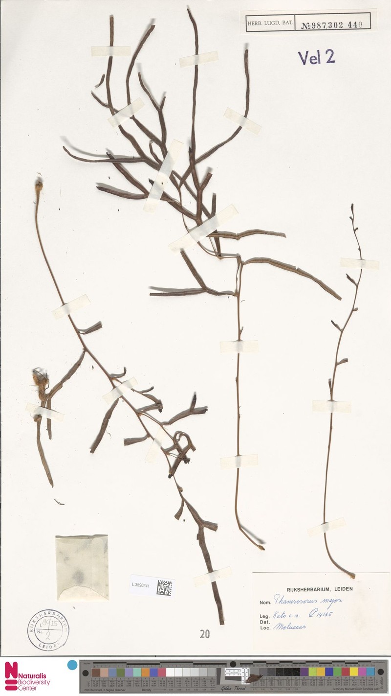 Phanerosorus major