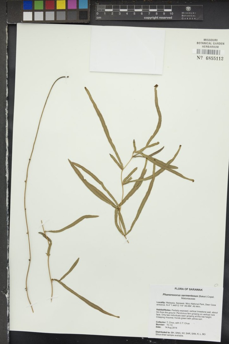 Phanerosorus sarmentosus
