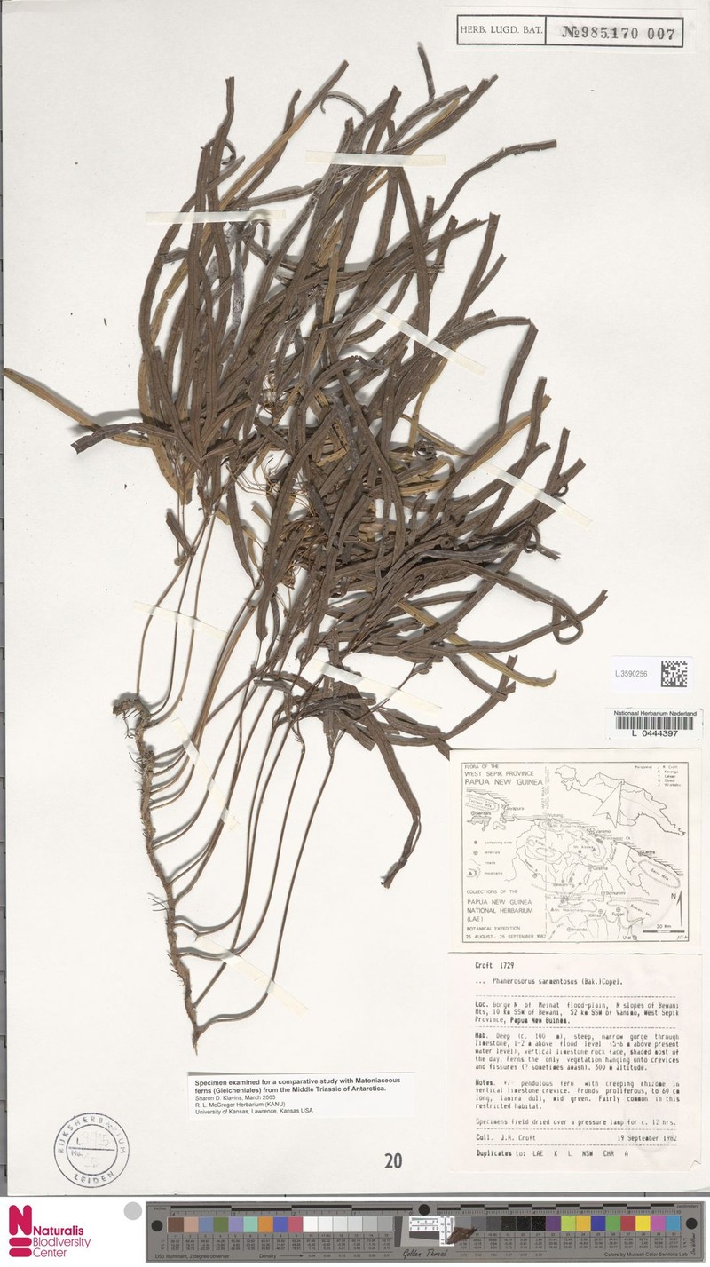 Phanerosorus sarmentosus photo 2