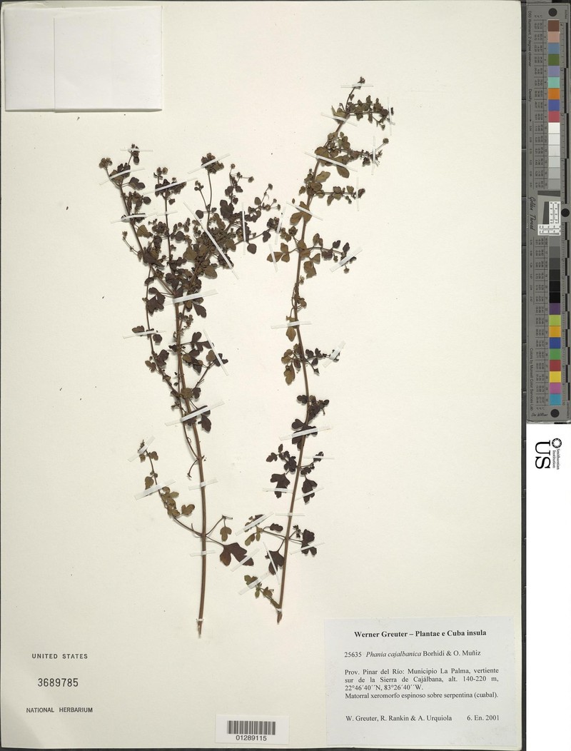 Phania cajalbanica