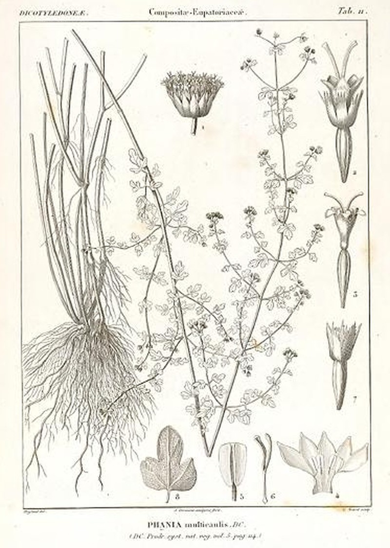 Phania matricarioides