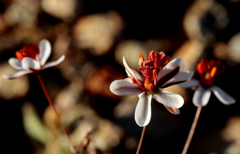 Pharnaceum confertum var. brachyphyllum