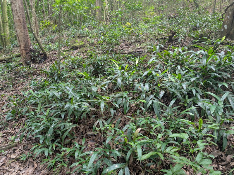 Cape Francais Stalkgrass