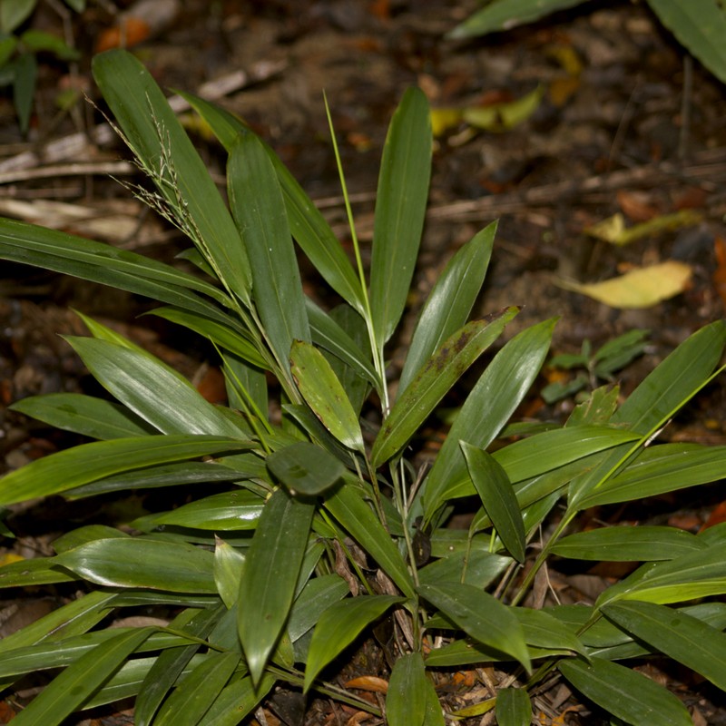Cape Francais Stalkgrass