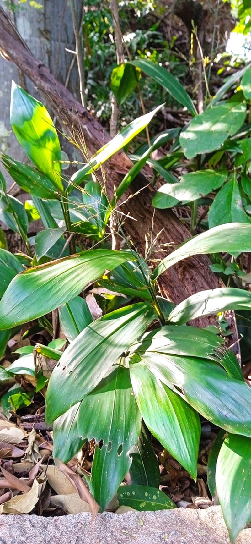 Cape Francais Stalkgrass photo 5