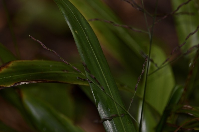 Cape Francais Stalkgrass photo 6