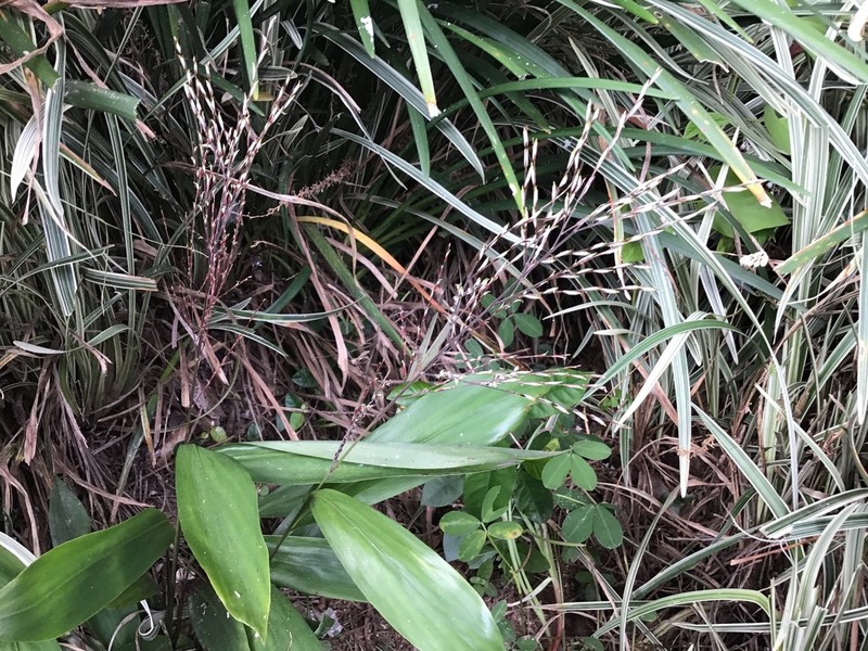 Cape Francais Stalkgrass photo 7