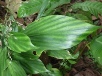 Broad Stalkgrass