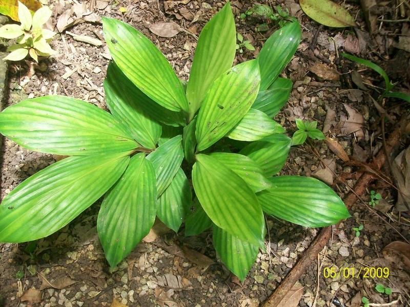 Broad Stalkgrass photo 7