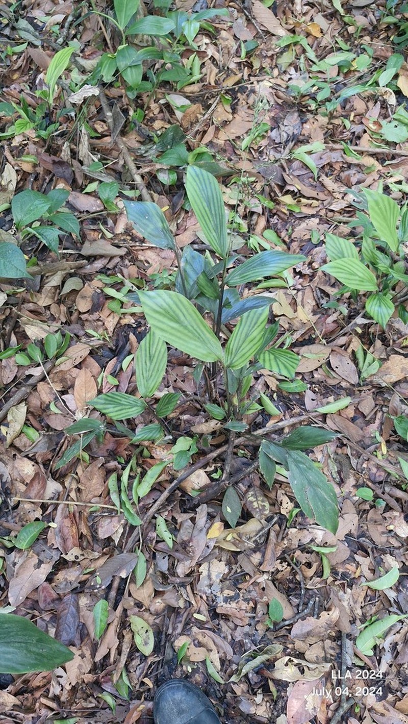Broad Stalkgrass photo 8