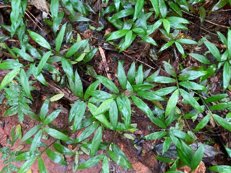 Creeping Stalkgrass photo 3