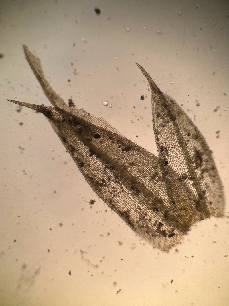 Toothed Phascum Moss photo 2
